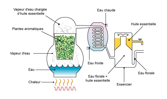 Distillation hydrolat et eau florale schéma