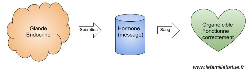Fonctionnement normal glande endocrinienne