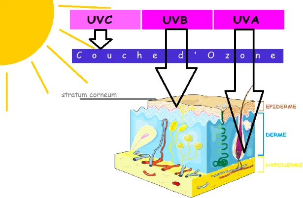 UVA - UVB - UCV différence